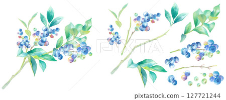 Watercolor illustration of blueberries on a branch. Set of component parts. 127721244