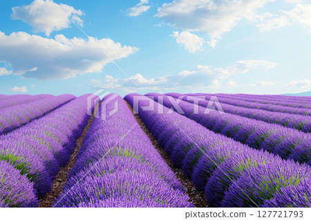 Rows of lavender fields stretching into horizon, vibrant purple tones contrasting with blue sky, creating serene atmosphere Rows of lavender fields stretching into horizon, vibrant purple tones contrasting with blue sky, creating serene atmosphere 127721793