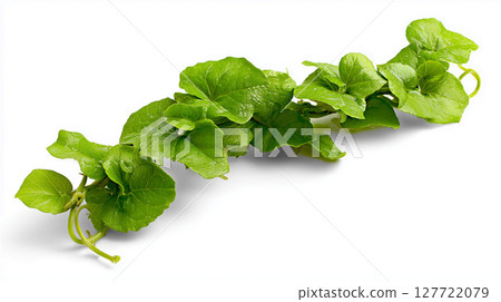 攀緣植物伸展著綠葉 127722079