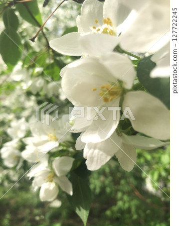 Branches of apple blossoms among green leaves. Branches of apple blossoms among green leaves. 127722245