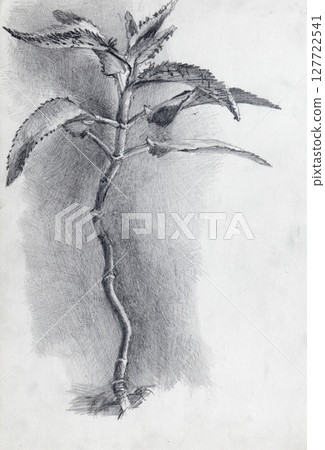 pencil drawing illustration, sketch, hand made pencil drawing illustration, sketch, hand made 127722541