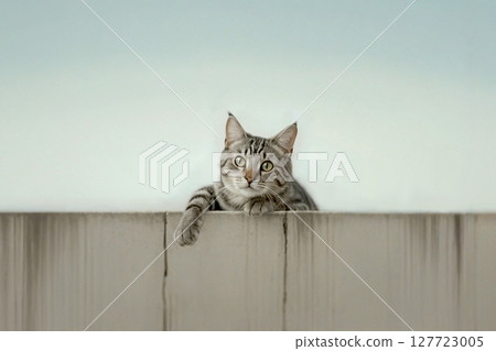 A tabby cat leaning against a concrete wall 127723005