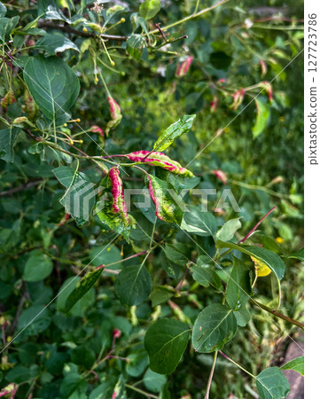 Curled apple tree leaves due to aphid or powdery mildew, a tree disease caused by pests, gardening 127723786