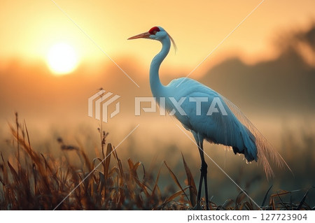 Elegant white heron stands gracefully in wetlands during sunrise, surrounded by golden hues and mist, creating a tranquil morning atmosphere 127723904