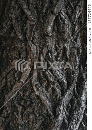 Detailed close-up of textured tree bark, showcasing rugged, weathered surface with intricate natural patterns, perfect for organic backgrounds Detailed close-up of textured tree bark, showcasing rugged, weathered surface with intricate natural patterns, perfect for organic backgrounds 127724406