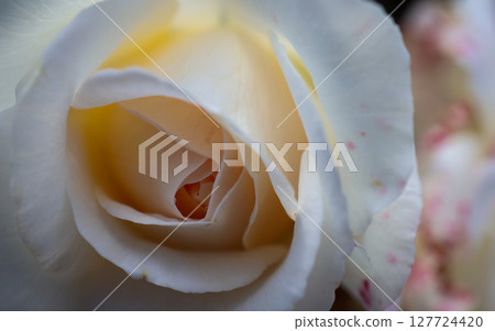 Majestic white rose with soft, creamy yellow inner petals, beautifully illustrating natural beauty, serenity, and tender romantic floral elegance in exquisite detail 127724420