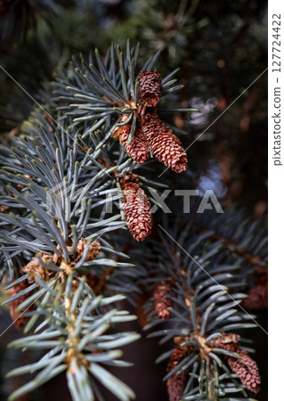 Detailed close-up of a vibrant blue spruce branch, showcasing its sharp, prickly blue green needles and several developing brown pine cone, ideal for natural winter holiday designs 127724422