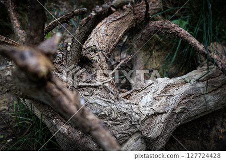 Gnarled tree roots displaying rough textured bark and intricate patterns, creating a robust natural background, symbolizing organic growth and enduring resilience Gnarled tree roots displaying rough textured bark and intricate patterns, creating a robust natural background, symbolizing organic growth and enduring resilience 127724428