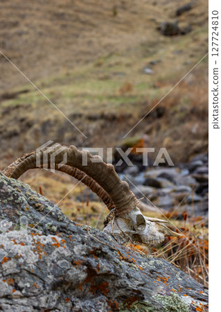 Goat skull resting on rock in desolate mountainous terrain Goat skull resting on rock in desolate mountainous terrain 127724810