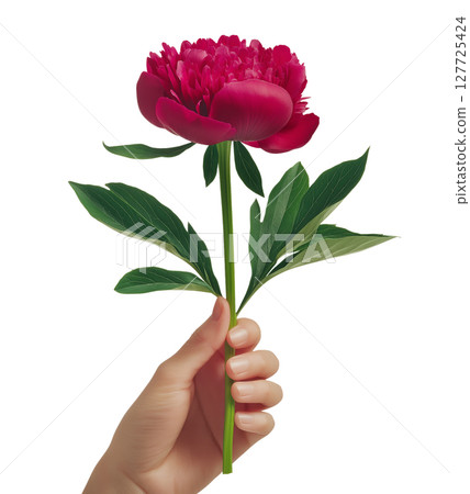 Elegant red peony held by hand on white background 127725424