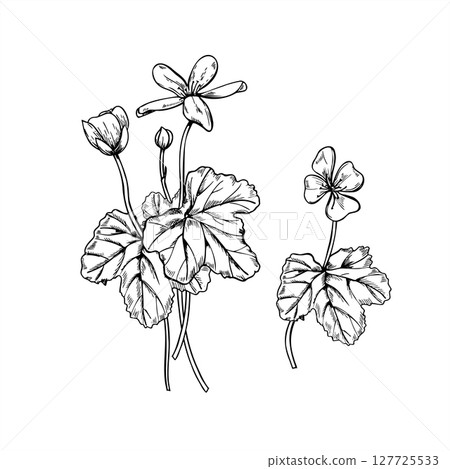 Monochrome flowering cloudberry bushes with leaves and blossoms vector illustration. Nordic plants for botanical guide, nature design, botanical print, and organic product packaging, herbal medicine. Monochrome flowering cloudberry bushes with leaves and blossoms vector illustration. Nordic plants for botanical guide, nature design, botanical print, and organic product packaging, herbal medicine. 127725533