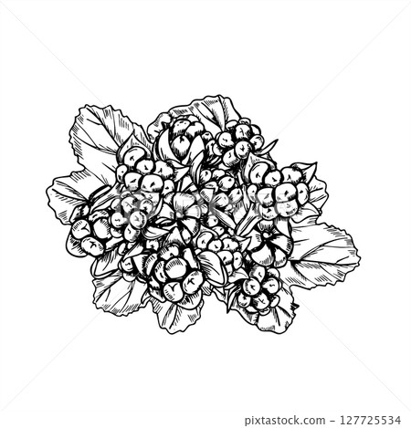 Monochrome cloudberries, raspberries or blackberries on leaves vector illustration in linear black and white style. Marsh, forest berries for organic food packaging, Nordic healthy lifestyle design Monochrome cloudberries, raspberries or blackberries on leaves vector illustration in linear black and white style. Marsh, forest berries for organic food packaging, Nordic healthy lifestyle design 127725534