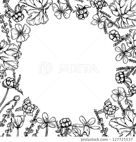 Cloudberries and heather branches square monochrome vector frame with blank space for text. Nordic berry etching drawing for medicinal product packaging, healthcare infographic, phytotherapy branding. Cloudberries and heather branches square monochrome vector frame with blank space for text. Nordic berry etching drawing for medicinal product packaging, healthcare infographic, phytotherapy branding. 127725537