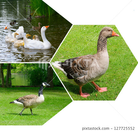 Geeses on the lake and lawn. Mosaic collage. 127725552
