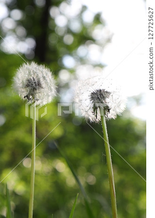 Dandelions on a background of green plants sunny day Dandelions on a background of green plants sunny day 127725627