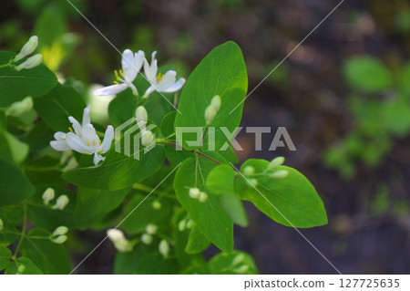 White honeysuckle flowers among green leaves White honeysuckle flowers among green leaves 127725635