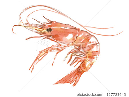 新鮮美味的蝦手繪水彩插畫 127725643