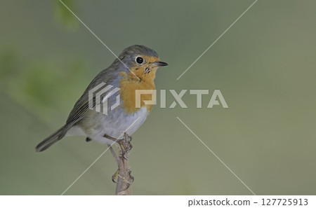 European Robin - Erithacus rubecula, Greece 127725913