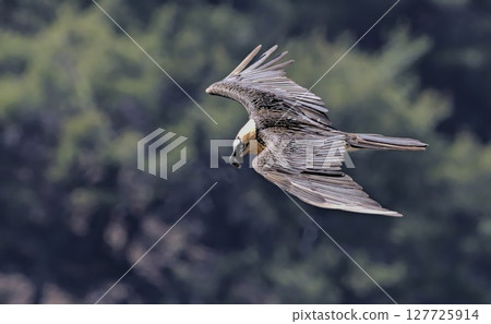Bearded Vulture (Gypaetus barbatus), Crete 127725914