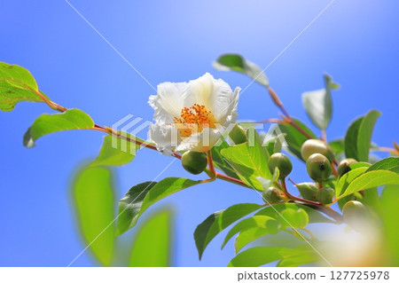 漂亮的夏季山茶花 (日本風鈴草) 花和花蕾 漂亮的夏季山茶花 (日本風鈴草) 花和花蕾 127725978