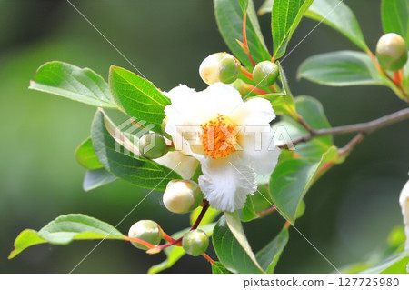 Pretty summer camellia (Japanese stewartia) flowers and buds 127725980