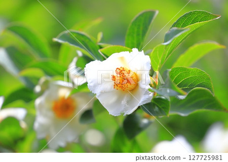 漂亮的夏季山茶花 (日本風鈴草) 花和花蕾 漂亮的夏季山茶花 (日本風鈴草) 花和花蕾 127725981