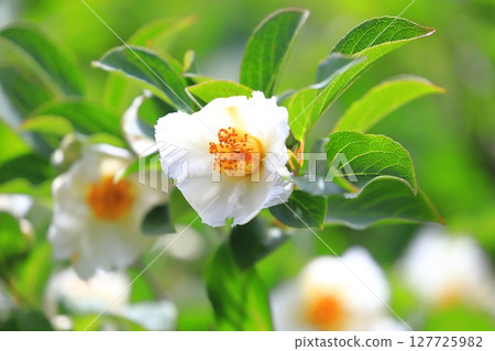 漂亮的夏季山茶花 (日本風鈴草) 花和花蕾 127725982