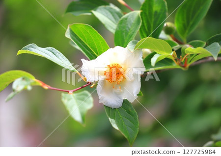 漂亮的夏季山茶花 (日本風鈴草) 花和花蕾 127725984