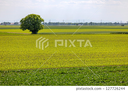 Single Tree Green Fields Single Tree Green Fields 127726244