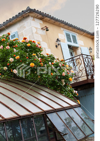 Vintage house and colorful rosebush 127726290