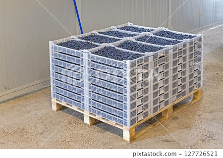 Blueberries Harvest Crates Pallet Blueberries Harvest Crates Pallet 127726521