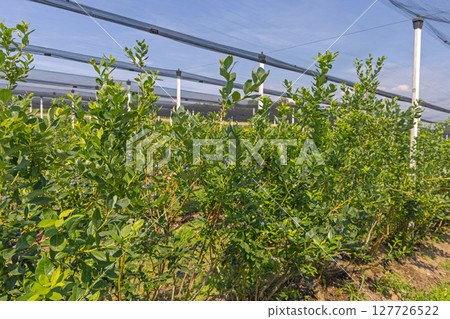 Blueberry Fruits Bush 127726522