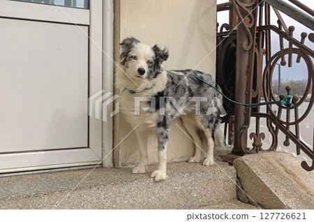 Border Collie Dog Border Collie Dog 127726621