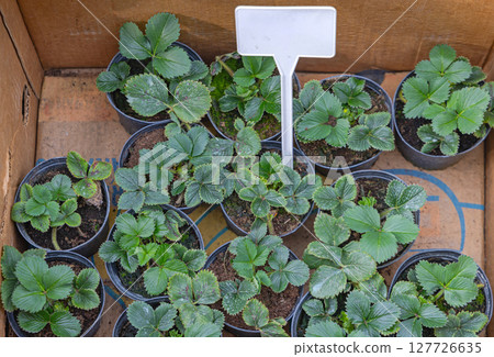 Strawberry Plants in Pots 127726635