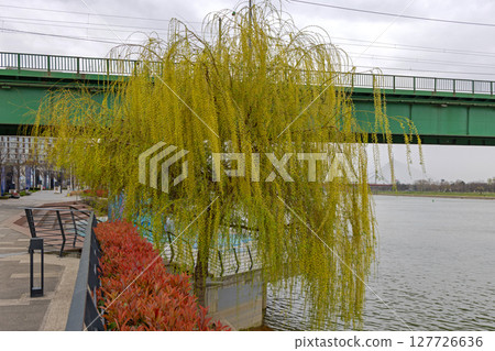 Weeping Willow Tree River Weeping Willow Tree River 127726636