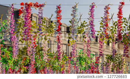 Hanging Colourful Wisteria Flowers Hanging Colourful Wisteria Flowers 127726683