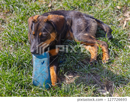 Stray Dog Chewing Slipper Stray Dog Chewing Slipper 127726693