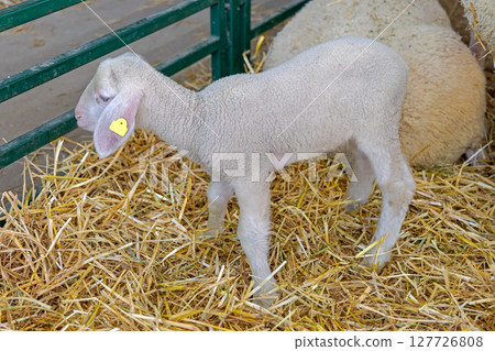 Newborn Lamb Farm 127726808