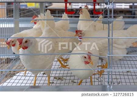 Wire Cage White Chickens 127726815