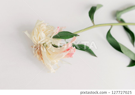 Wilting peony blossom featuring soft pink and cream elegance green leaves drooping against pristine white background, revealing ephemeral botanical petals flower Wilting peony blossom featuring soft pink and cream elegance green leaves drooping against pristine white background, revealing ephemeral botanical petals flower 127727025