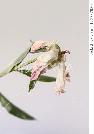 Faded pink peony bloom revealing foliage translucent petals, green depicting surrounding weathered flower head, delicate, transient natural beauty against soft neutral setting background Faded pink peony bloom revealing foliage translucent petals, green depicting surrounding weathered flower head, delicate, transient natural beauty against soft neutral setting background 127727026