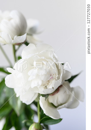 Delicate white peonies bloom showcasing soft light, in their elegant petals and exuding purity and beauty background flower 127727030