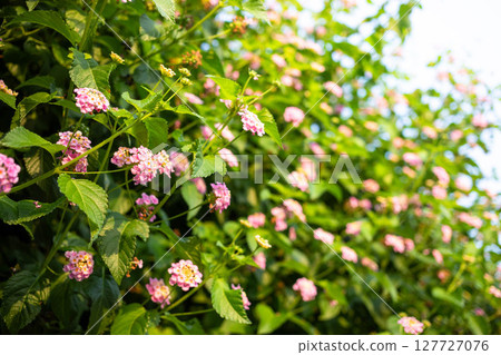 Vibrant pink flowers blooming on lush green foliage in a sunny garden setting with natural light 127727076
