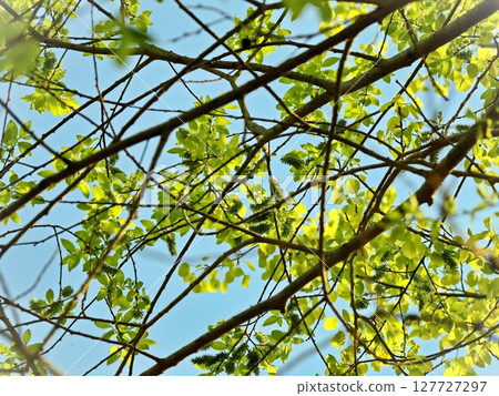 young spring tree branches with leaves against blue sky upward view forming lines going horizontally young spring tree branches with leaves against blue sky upward view forming lines going horizontally 127727297