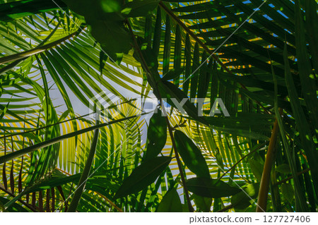 A lot of palm leaves covering the sky in the rainforest A lot of palm leaves covering the sky in the rainforest 127727406