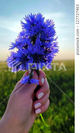bright summer landscape. woman's hand, against the background of nature, bouquet of blue summer flowers, girl turns bouquet and admires beauty of flowers. bouquet of blue cornflowers sways bright summer landscape. woman's hand, against the background of nature, bouquet of blue summer flowers, girl turns bouquet and admires beauty of flowers. bouquet of blue cornflowers sways 127727463