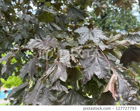 The leaves of the Royal red holly maple on a warm sunny day. High quality photo 127727793