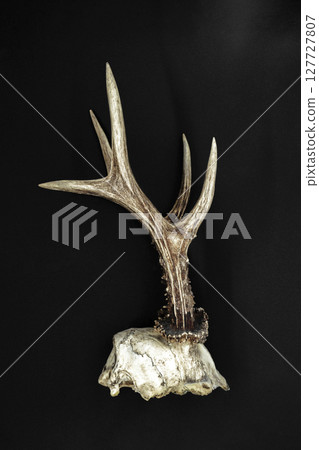 Deer antlers with a skull Deer antlers with a skull 127727807