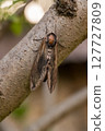 A beautiful moth rests peacefully on a sturdy tree branch in its vibrant and natural wild habitat 127727809