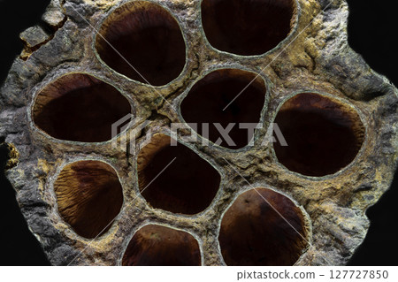 Dry Lotus Flower Blossom Macro Background Surface Dry Lotus Flower Blossom Macro Background Surface 127727850